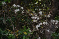 Pavetta crassicaulis